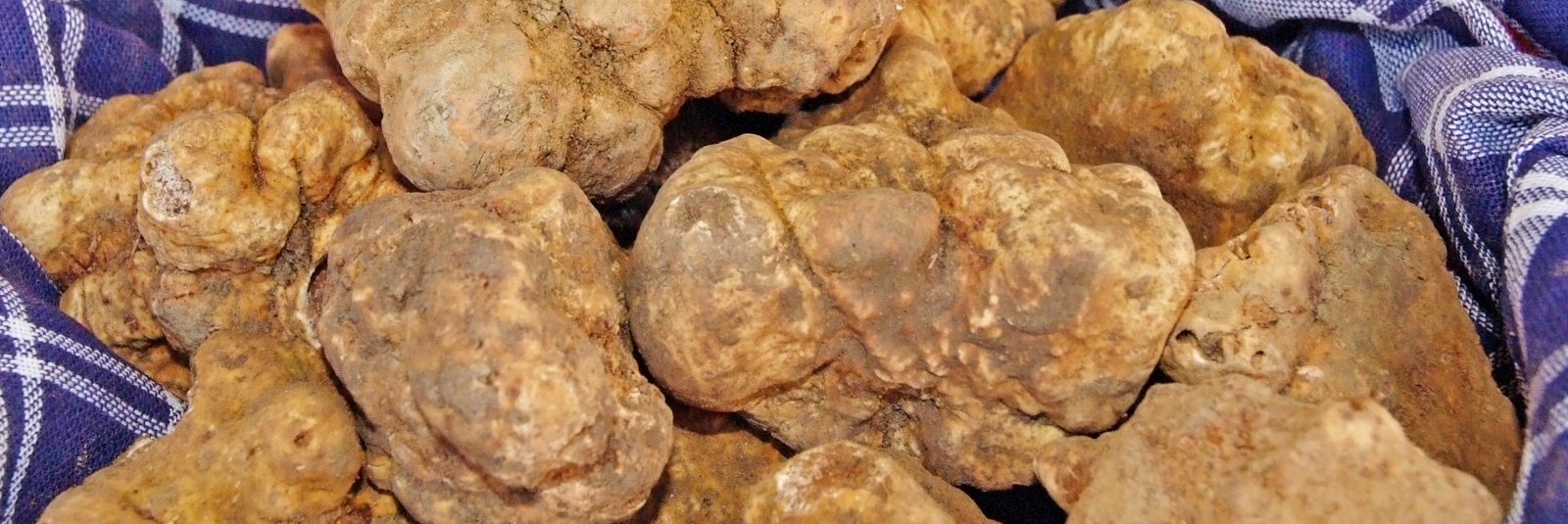 Vanatoare de trufe la Acqualagna