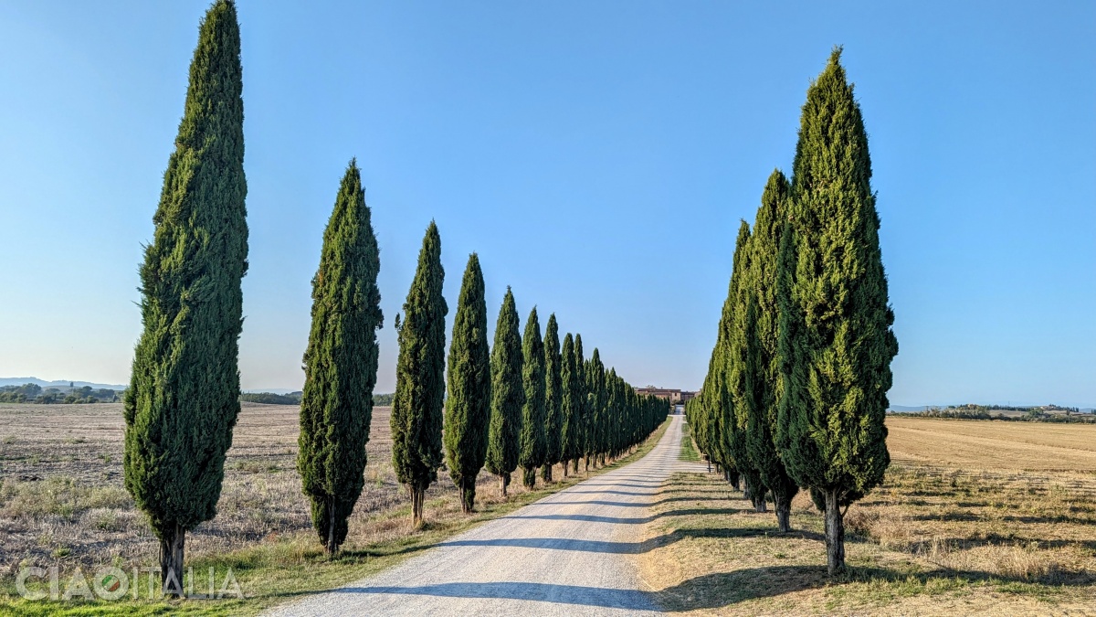 În Toscana drumurile sunt adesea mărginite de chiparoși.