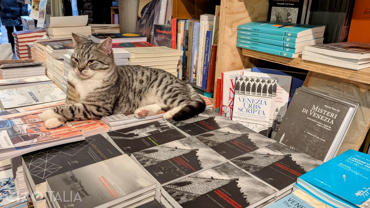 În librărie, pisicile se simt în largul lor.