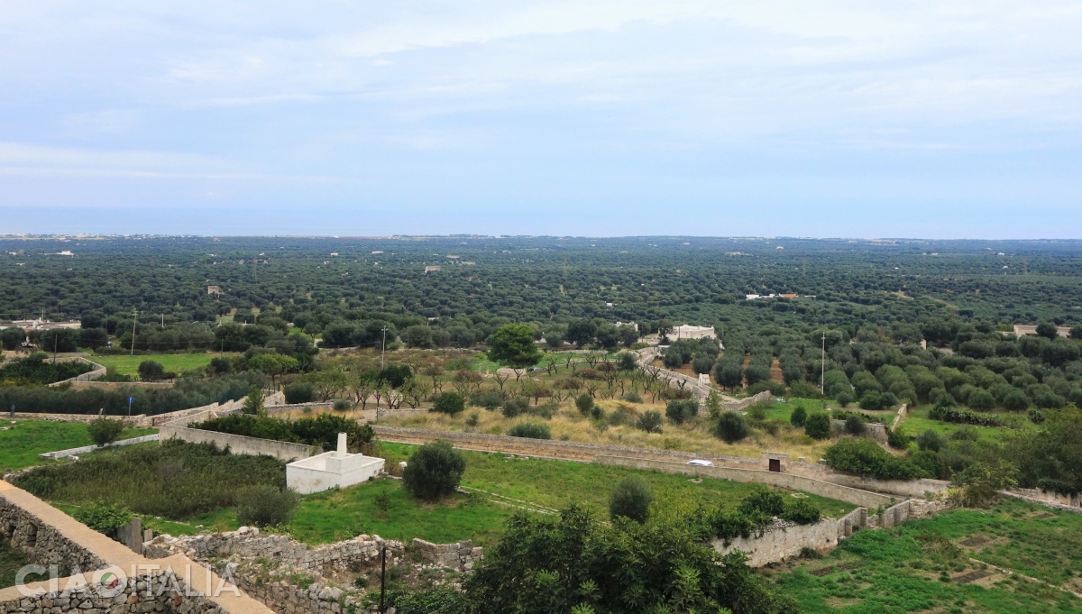 Livezile de măslini ajung până la mare.