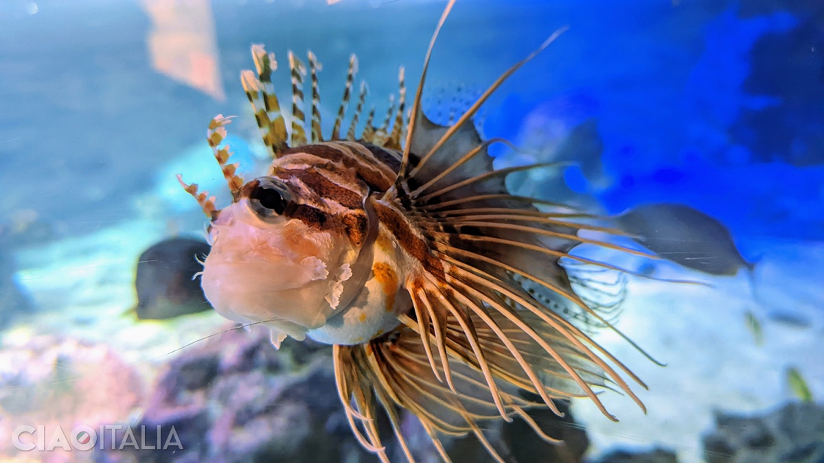 Pterois volitans, un pește veninos care trăiește în recifurile de corali