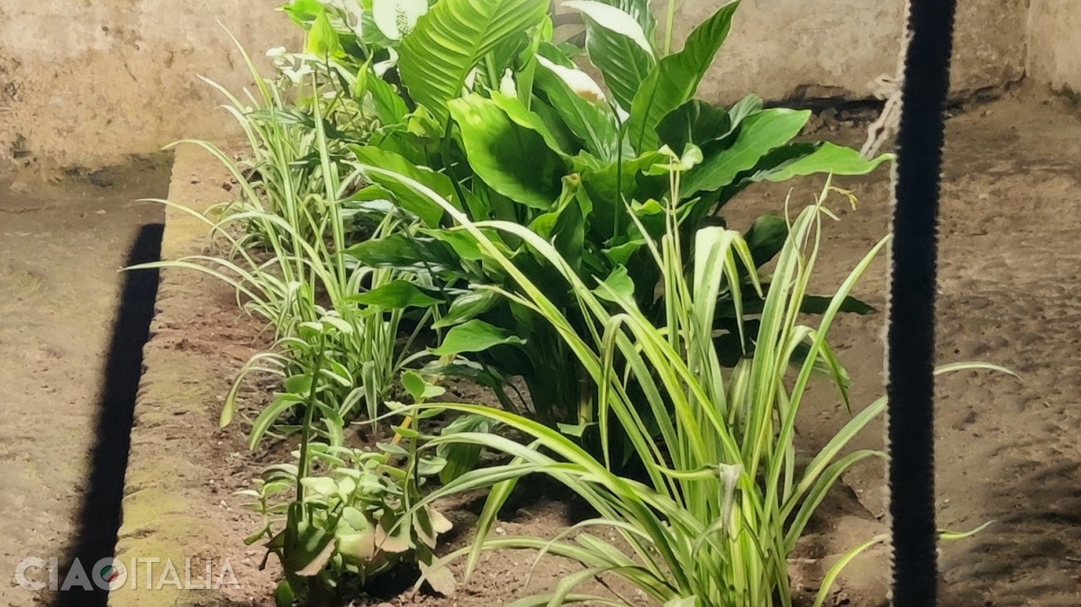 În subteranele orașului Napoli se studiază creșterea plantelor fără lumină naturală.